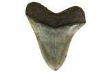 Fossil Megalodon Tooth - North Carolina #161446-1